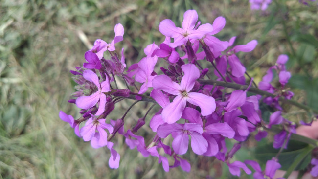 Обои картинки фото цветы, луговые , полевые,  цветы, сиреневые