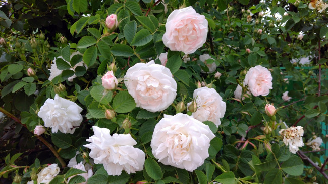 Обои картинки фото цветы, розы