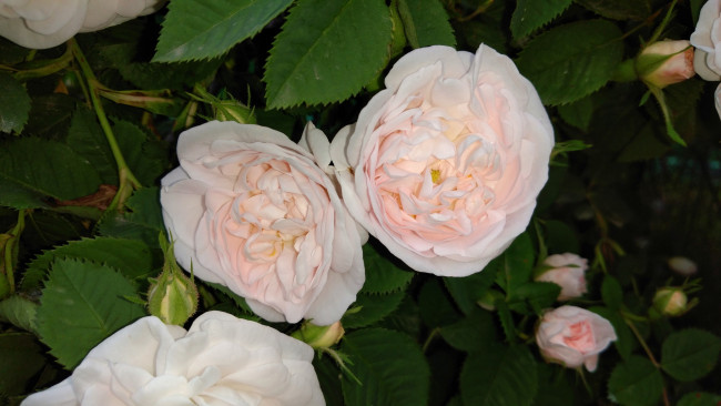 Обои картинки фото цветы, розы