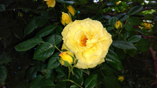 Обои картинки фото цветы, розы, роза