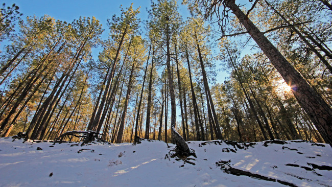 Обои картинки фото природа, зима, сосны, снег