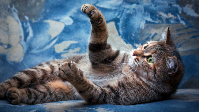 Обои картинки фото животные, коты, кот, голубой, мордочка, зеленоглазая, полосатая, смотрит, вверх, разводы, фон, лежит, взгляд, кошка