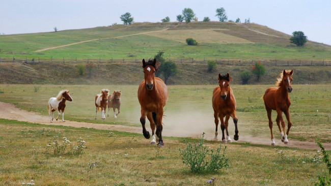 Обои картинки фото животные, лошади, кони