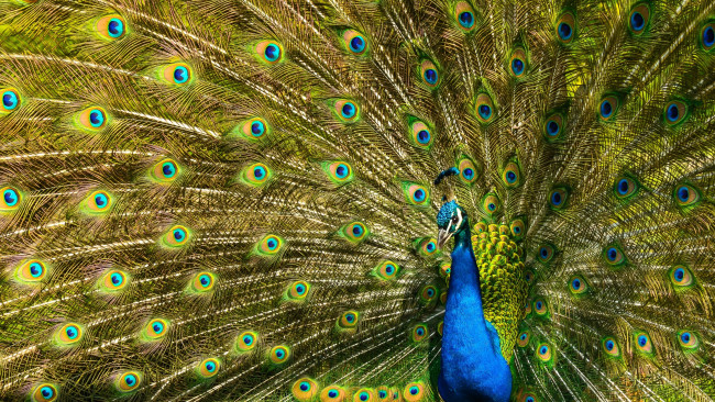 Обои картинки фото животные, павлины, павлин, перья, птица