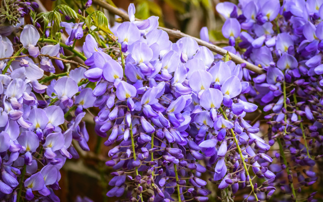 Обои картинки фото цветы, глициния, флора, сиреневые, сад