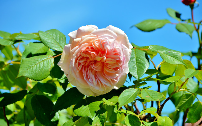 Обои картинки фото цветы, розы, розовый