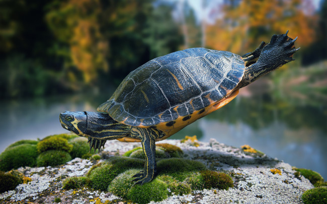 Обои картинки фото животные, Черепахи, черепаха