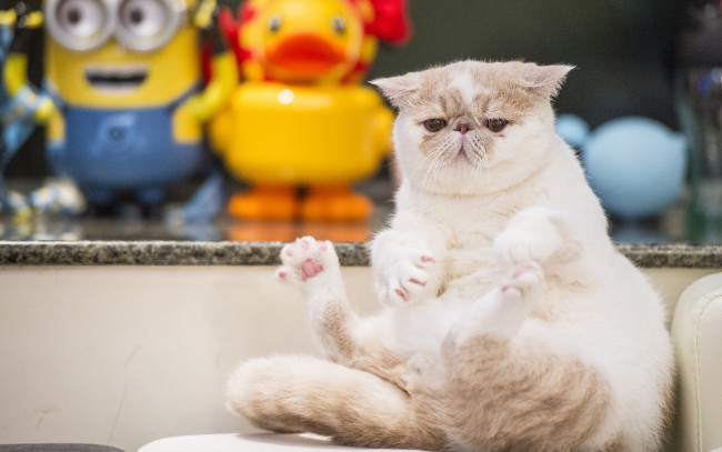 Обои картинки фото животные, коты, кот, толстяк