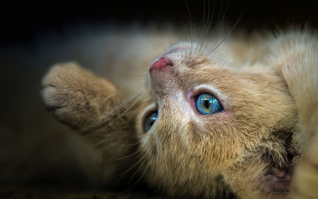 Обои картинки фото животные, коты, котенок, фон, кошка, голубоглазый, лежит, лапа, рыжий, крупный, план, мордочка, поза