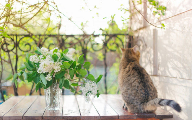 Обои картинки фото животные, коты, серый, задом, хвост, отвернулся, сидит, полосатый, сирень, ветки, цветы, букет, забор, весна, кот, размыто, спина, настроение, стол, белая, кошка