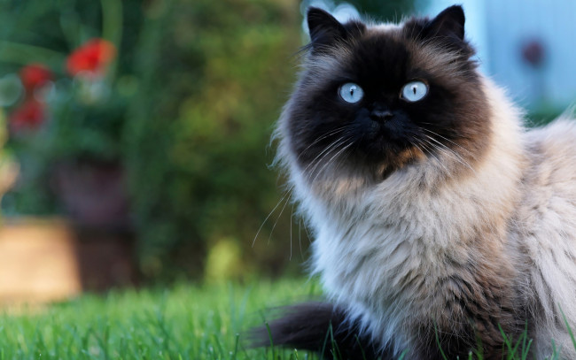 Обои картинки фото животные, козы, кот, пушистая, мордочка, голубоглазая, сад, сиамская, кошка, портрет, цветы