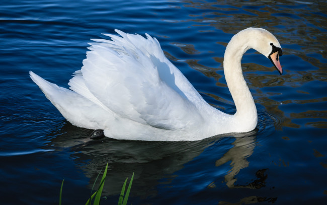 Обои картинки фото животные, лебеди, лебедь, водоем, шея, плывет, профиль, белый, крылья