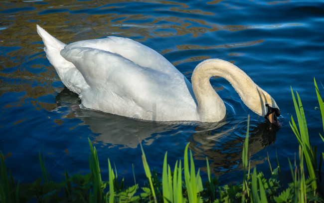Обои картинки фото животные, лебеди, лебедь, водоем, шея, плывет, белый, крылья, свет, белоснежный, белая, синий, голубая, изгиб, оперение, зелень, вода, голубой, фон, берег, отражение, перья