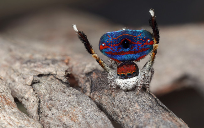 Обои картинки фото животные, пауки, паук, глаза, скакунчик, кора, чудик, природа, фон, окрас, макро, поза, паучок, синий, узор, лапки, брюшко, джампер, мохнатый, дерево, танец, размытый, прыгающий