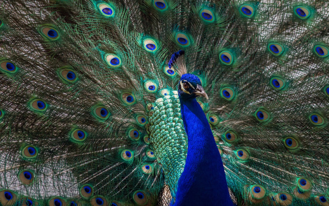 Обои картинки фото животные, павлины, павлин, перья, птица