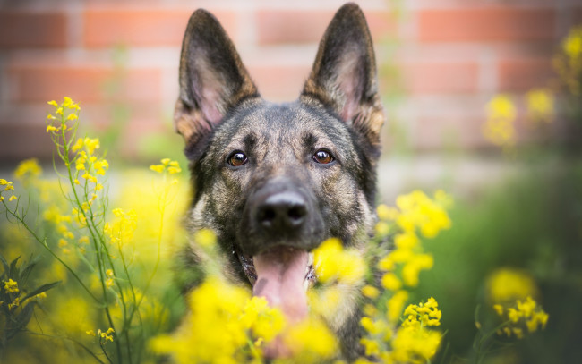 Обои картинки фото животные, собаки, друг, взгляд, собака