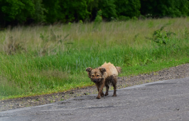 Обои картинки фото животные, собаки, собака