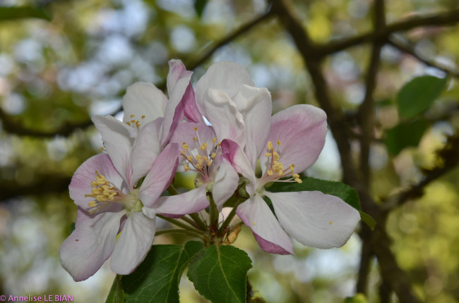 Обои картинки фото цветы, цветущие деревья ,  кустарники, весна