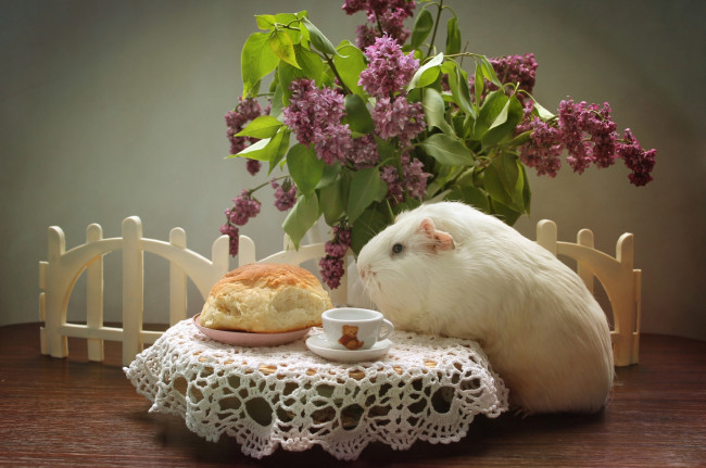 Обои картинки фото животные, морские свинки,  хомяки, булка, сирень, морская, свинка