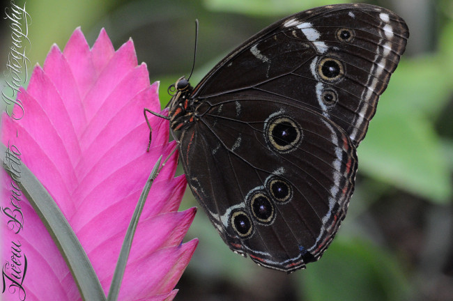 Обои картинки фото животные, бабочки,  мотыльки,  моли, бабочка