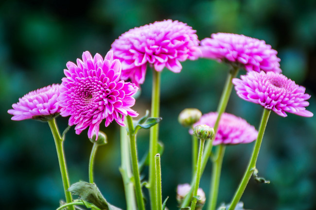 Обои картинки фото цветы, хризантемы, боке, макро