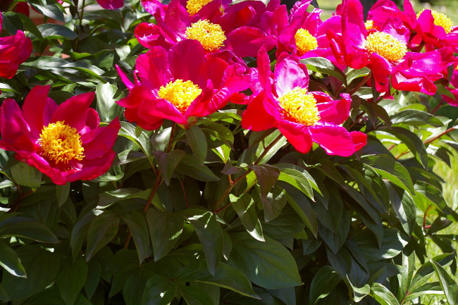 Обои картинки фото цветы, пионы, цветение, пион