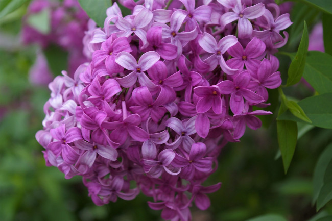 Обои картинки фото цветы, сирень, цветение, ветка