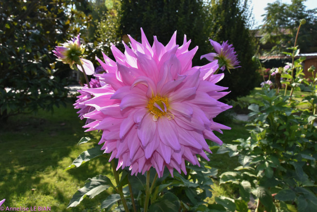 Обои картинки фото цветы, георгины, георгина