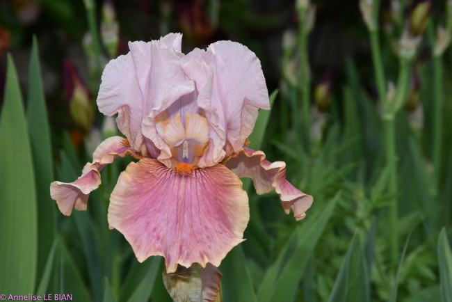 Обои картинки фото цветы, ирисы, цветение, ирис