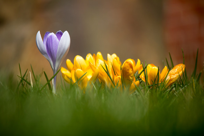 Обои картинки фото цветы, крокусы