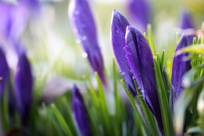 Обои картинки фото цветы, крокусы, весна, листики, травка, цветение, кустики, лес