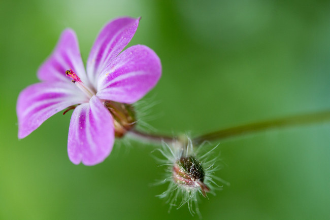 Обои картинки фото цветы, луговые , полевые,  цветы, макро