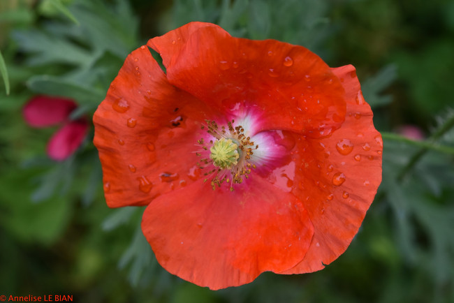 Обои картинки фото цветы, маки, красный