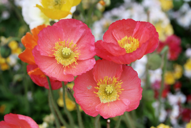 Обои картинки фото цветы, маки, лепестки, макро