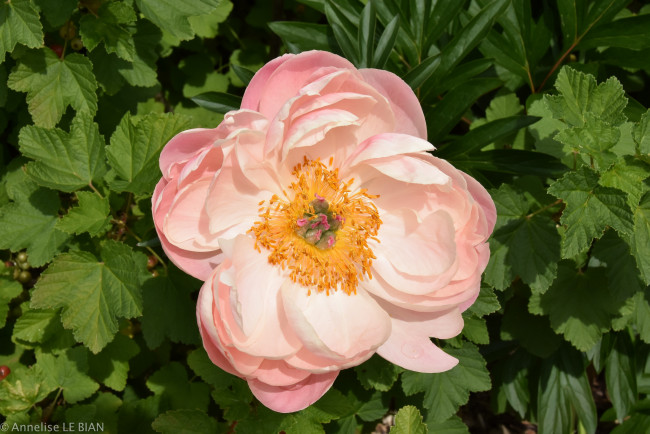 Обои картинки фото цветы, пионы