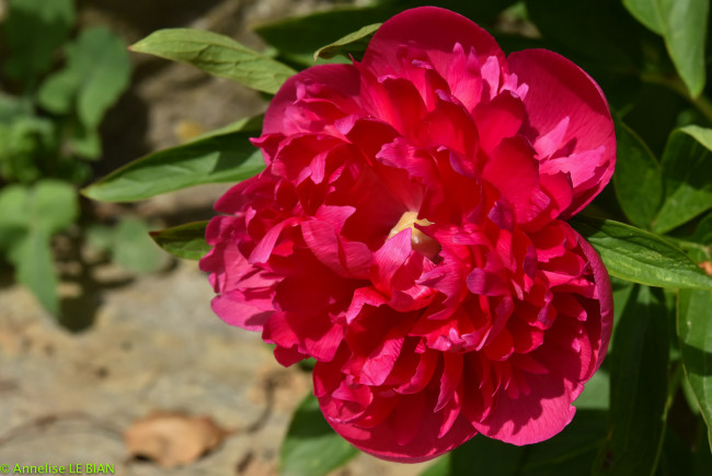 Обои картинки фото цветы, пионы, красный