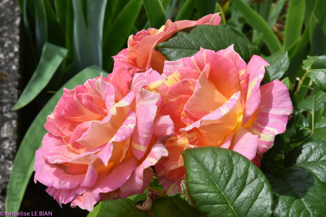 Обои картинки фото цветы, розы, бутоны, розовый