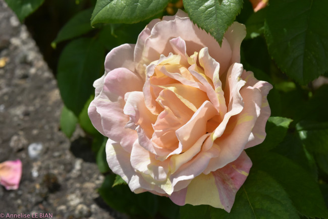 Обои картинки фото цветы, розы, роза