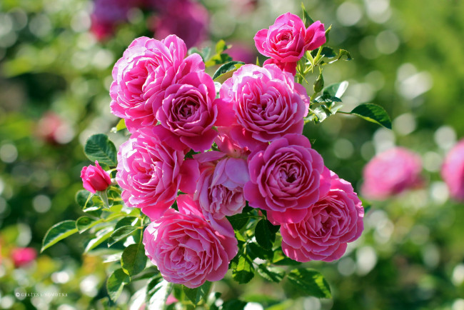 Обои картинки фото цветы, розы, розовый