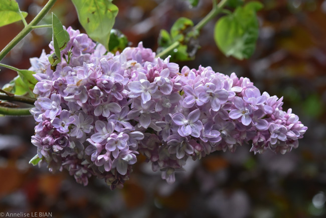 Обои картинки фото цветы, сирень, фиолетовая