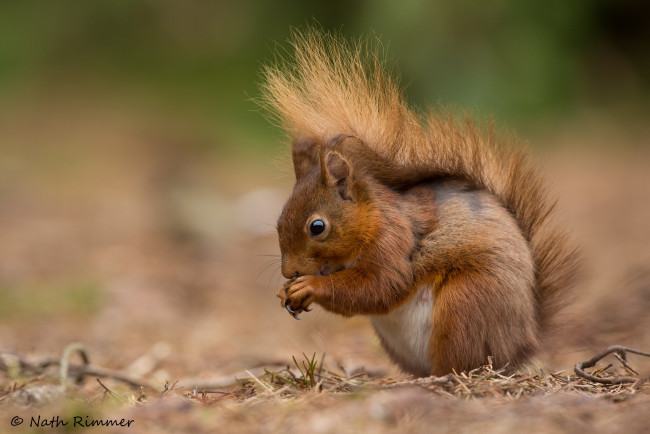 Обои картинки фото животные, белки, белка