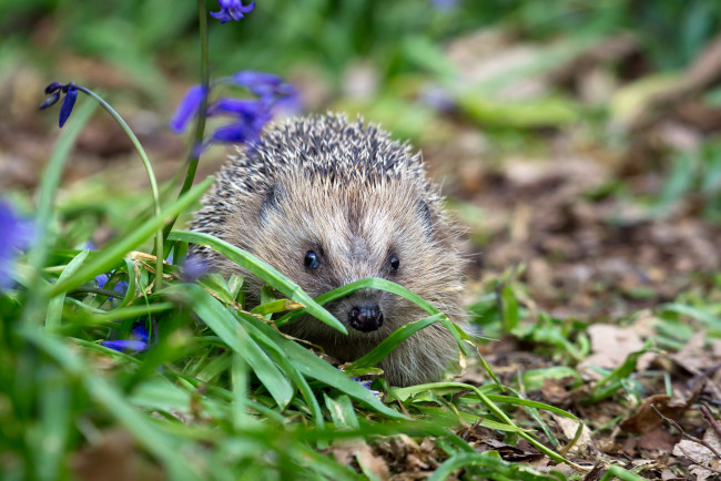 Обои картинки фото животные, ежи, ежик