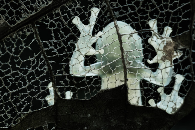 Обои картинки фото животные, лягушки, макро, лягушка