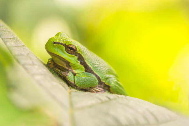 Обои картинки фото животные, лягушки, отдых, трва, природа, трава, лягушка