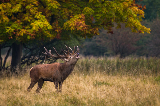 Обои картинки фото животные, олени, зов, олень, природа, рога, травa
