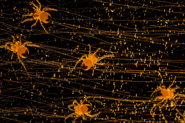 Обои картинки фото животные, пауки, природа, паутина