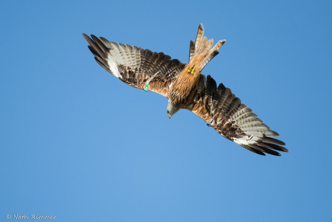 Обои картинки фото животные, птицы - хищники, птица