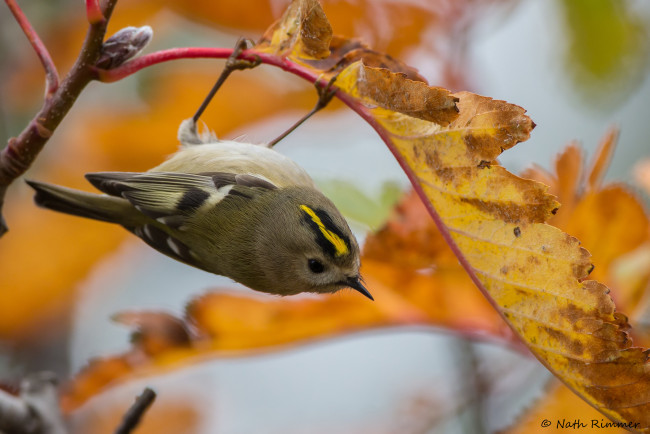 Обои картинки фото животные, птицы, поползень