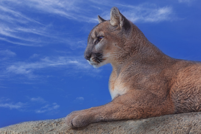 Обои картинки фото животные, пумы, дикая, кошка, профиль, небо, пума, горный, лев, портрет