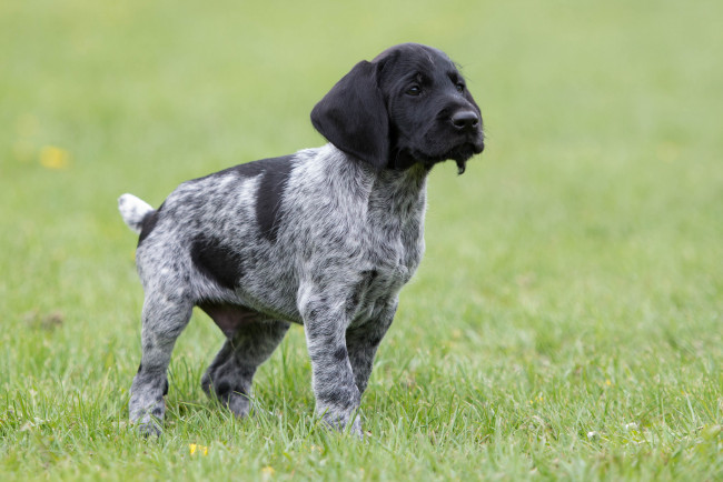 Обои картинки фото животные, собаки, песик